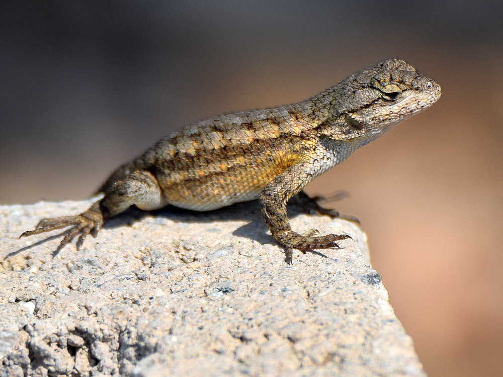 Lizard2.jpg