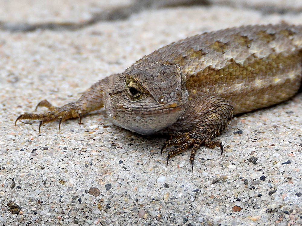 Lizard2.jpg