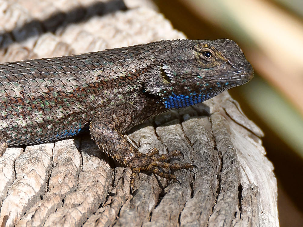 Lizard2.jpg