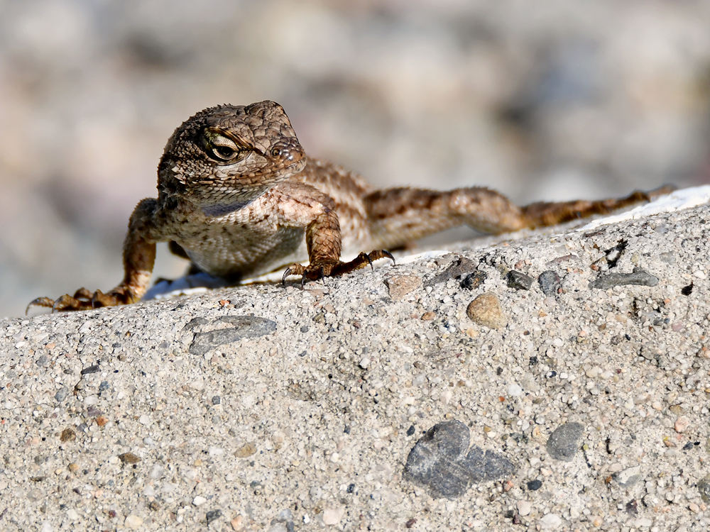 Lizard2.jpg