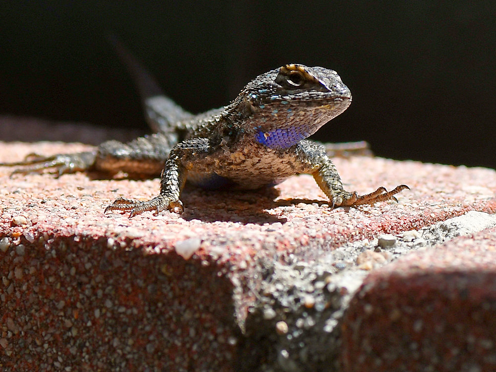 Lizard2.jpg
