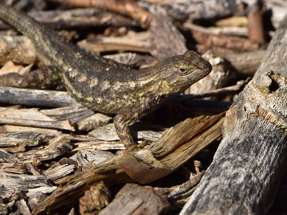 Lizard2.jpg