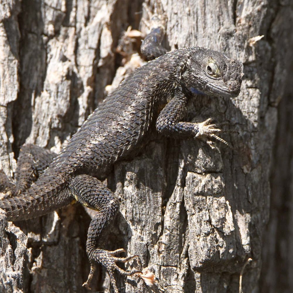Lizard2.jpg