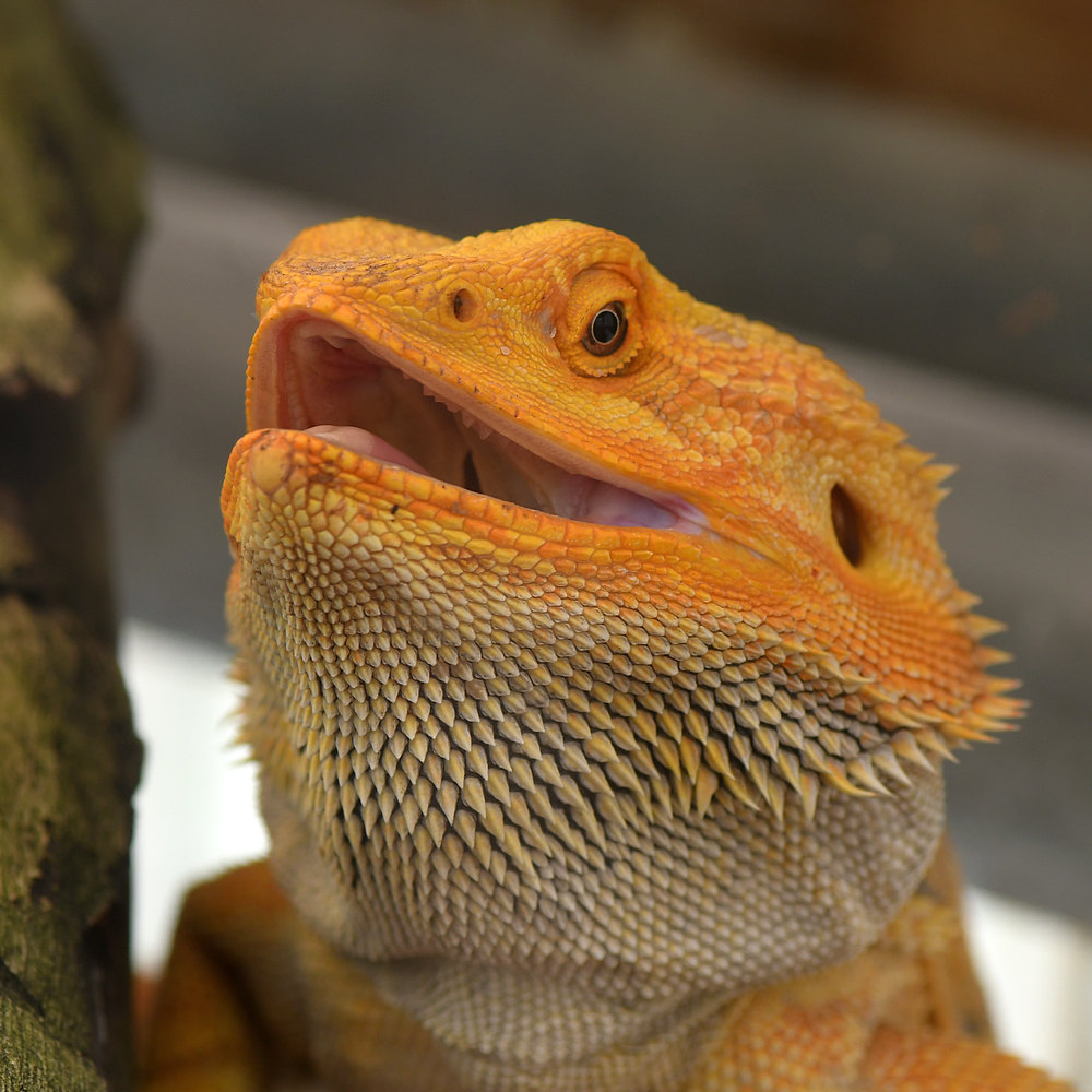 Lizard2.jpg