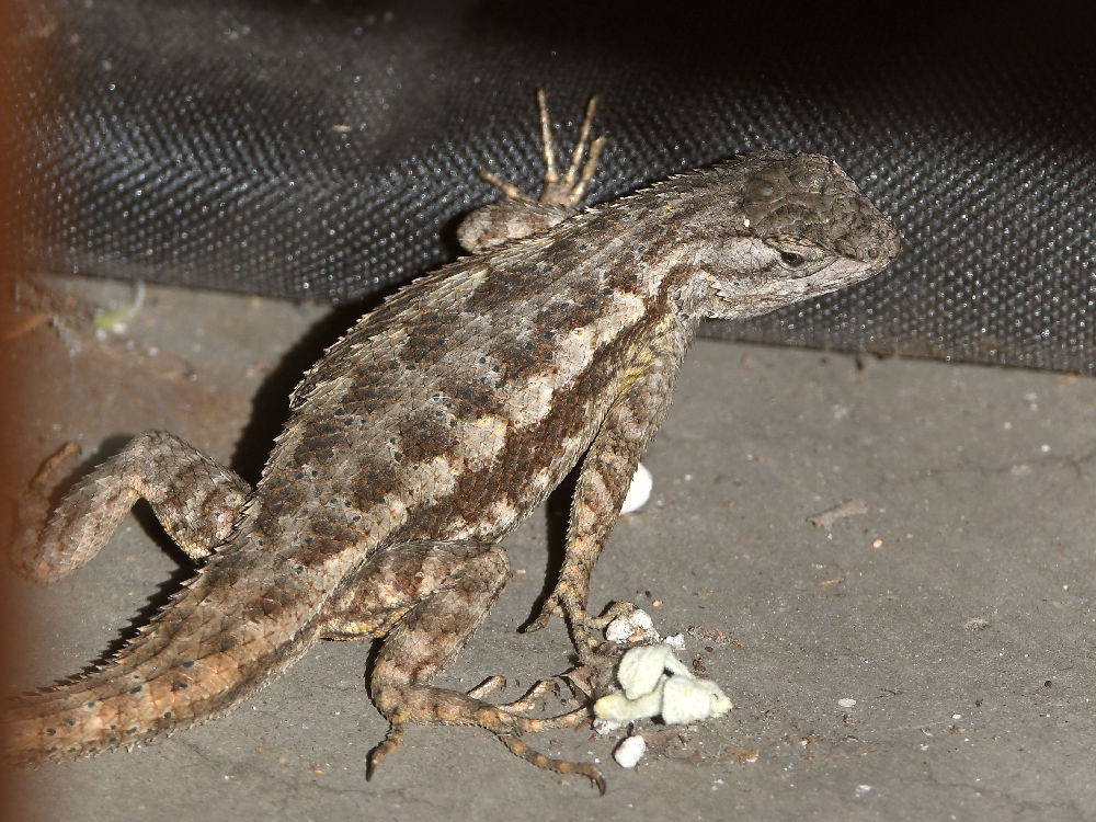 Lizard2.jpg