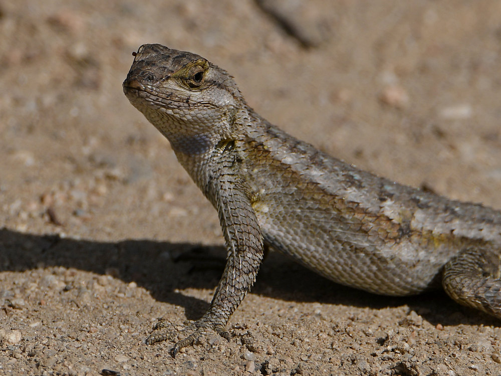 Lizard2.jpg