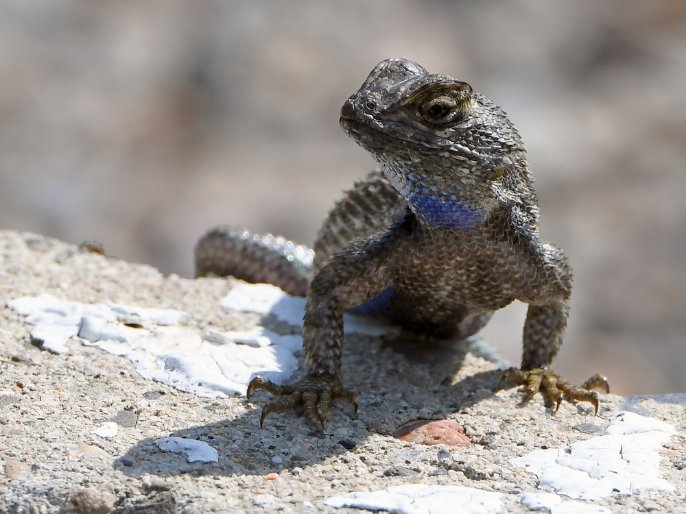 Lizard2.jpg