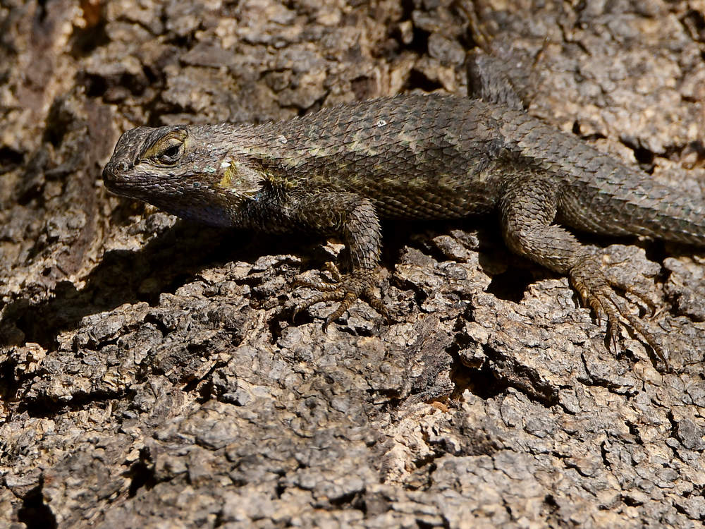 Lizard2.jpg