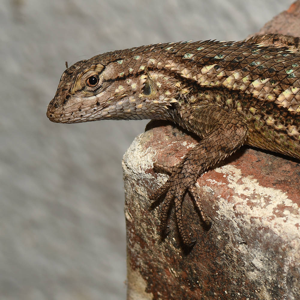 Lizard2.jpg