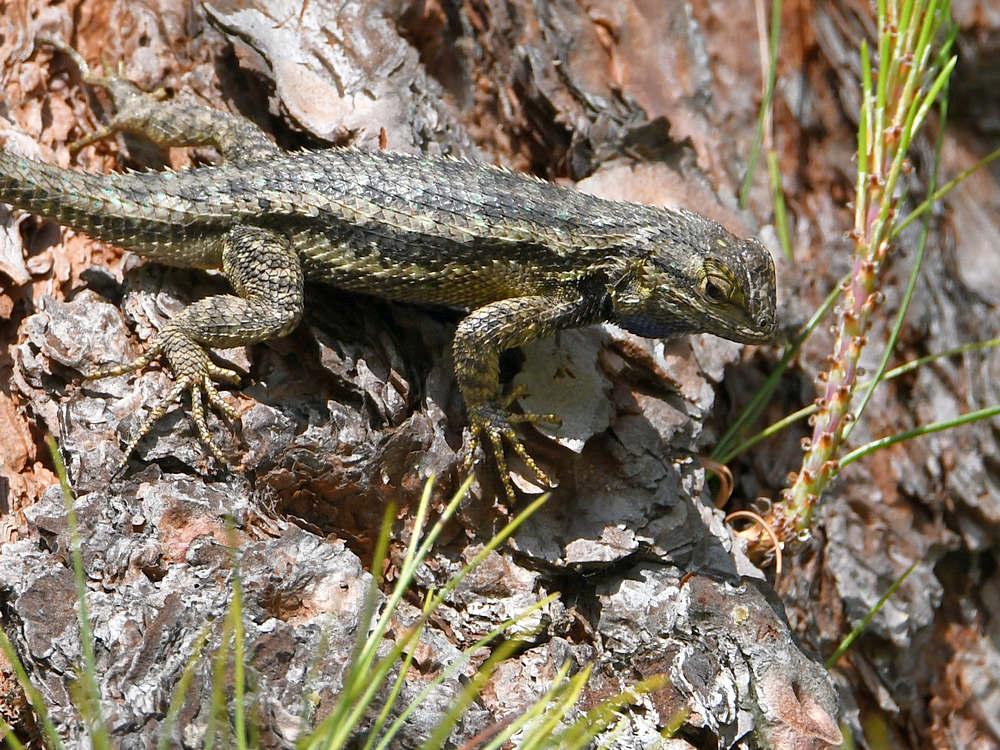 Lizard2.jpg