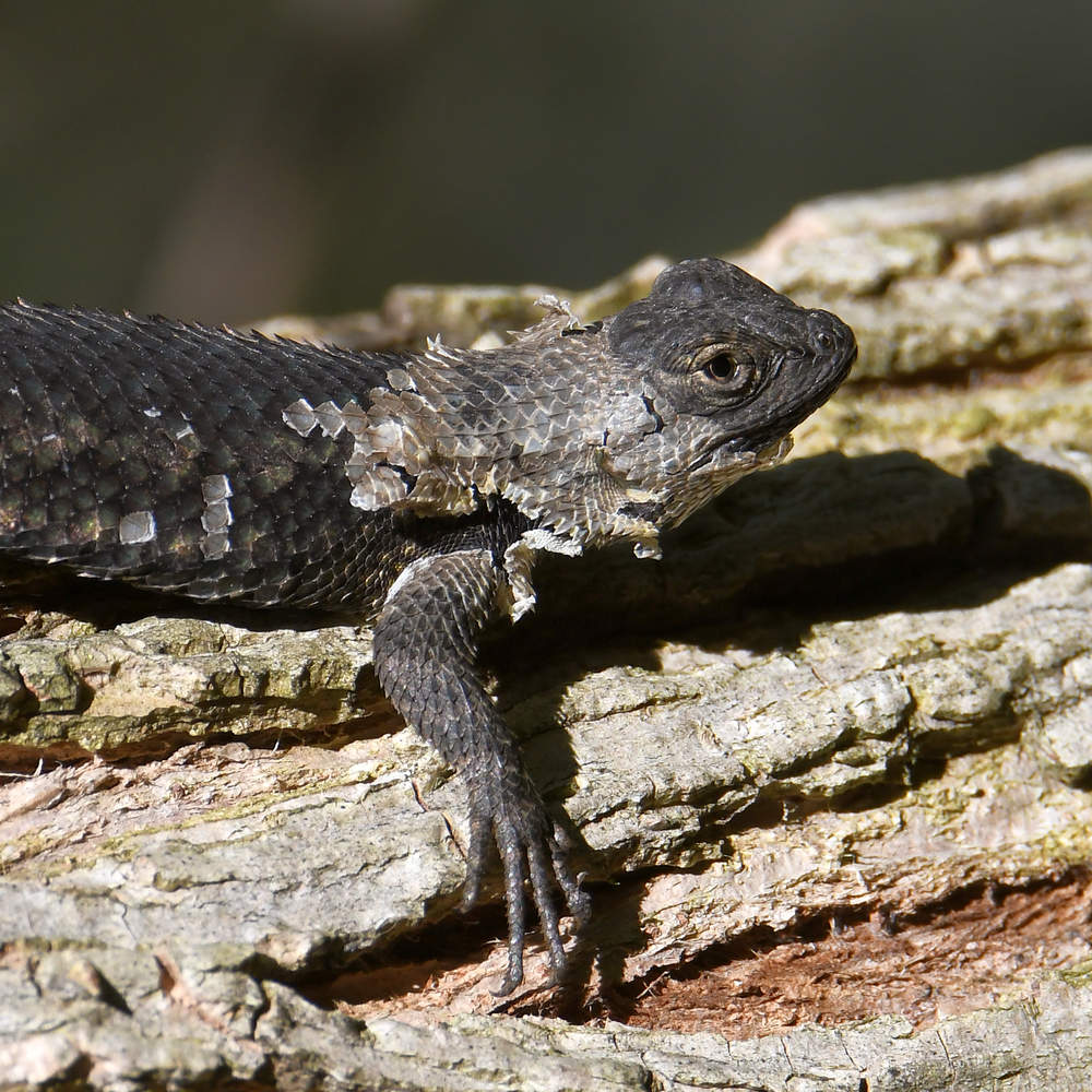 Lizard2.jpg