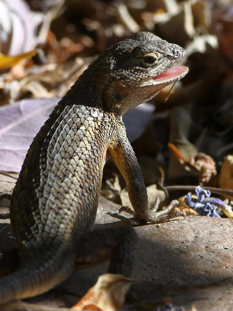 Lizard2.jpg