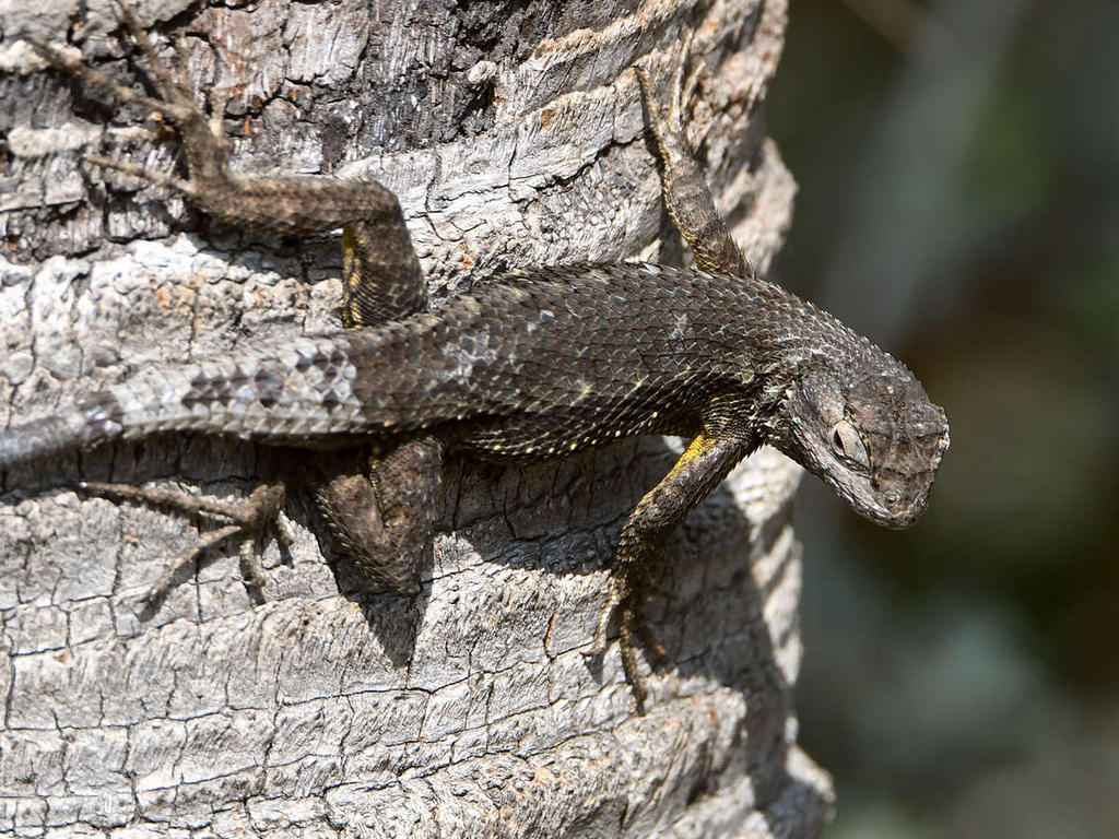Lizard2.jpg