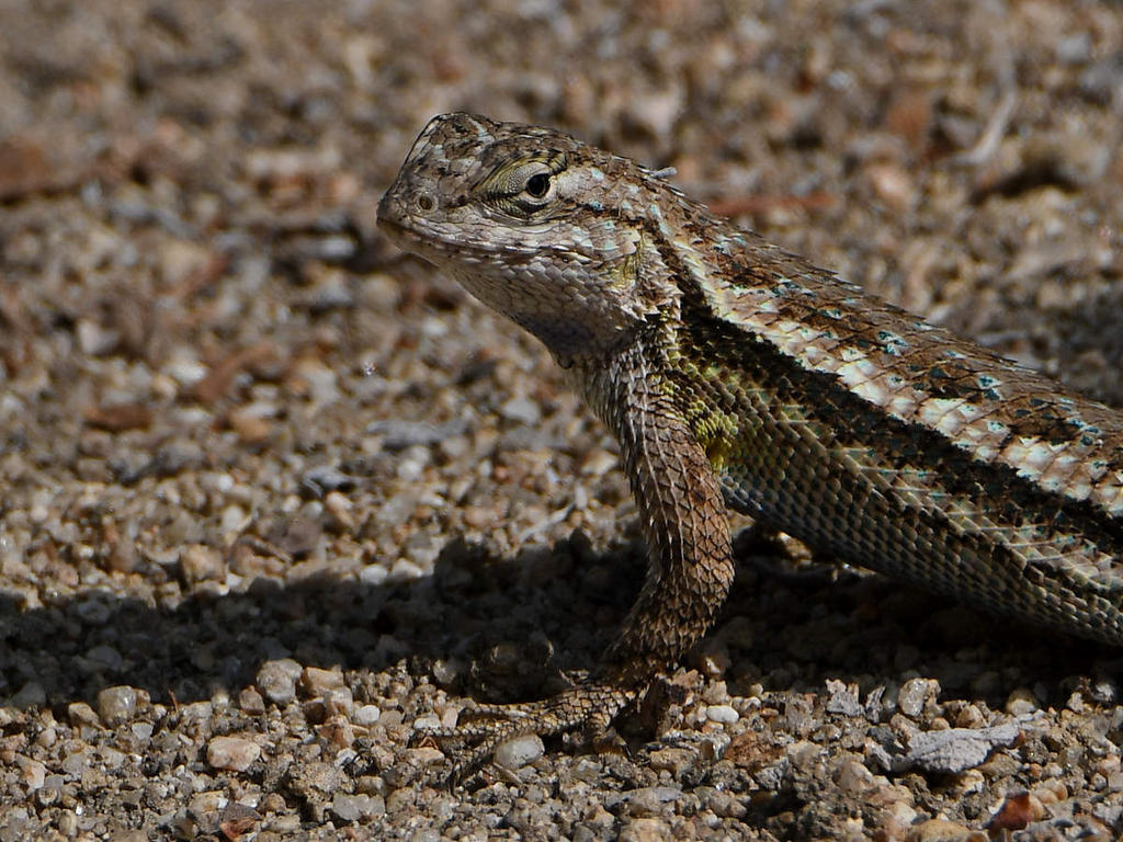 Lizard2.jpg