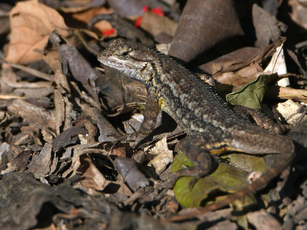 Lizard2.jpg