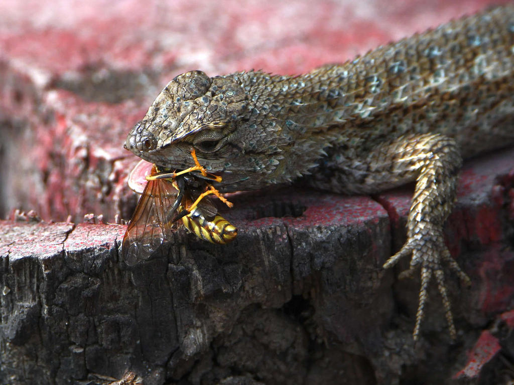 Lizard2.jpg