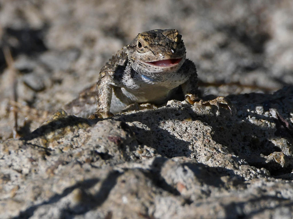 Lizard2.jpg