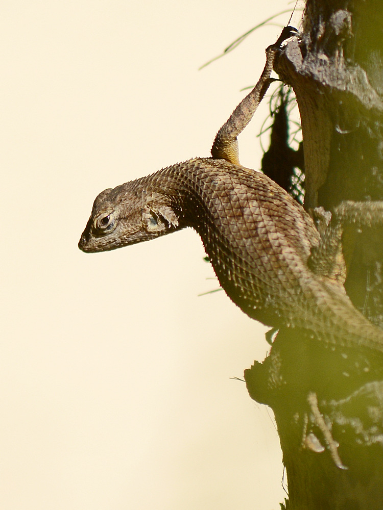 Lizard2.jpg