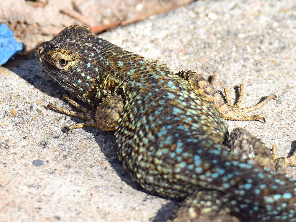 Lizard3.jpg