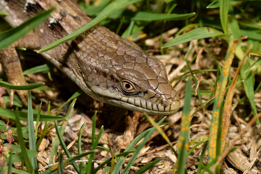 Lizard3.jpg