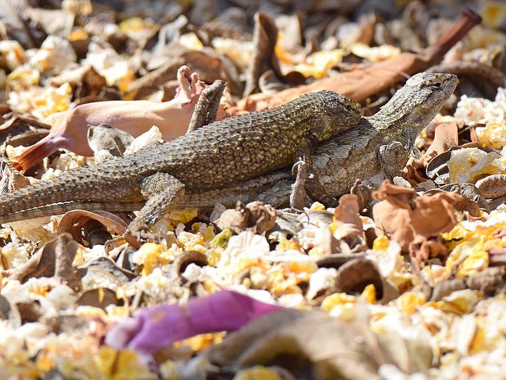 Lizard3.jpg