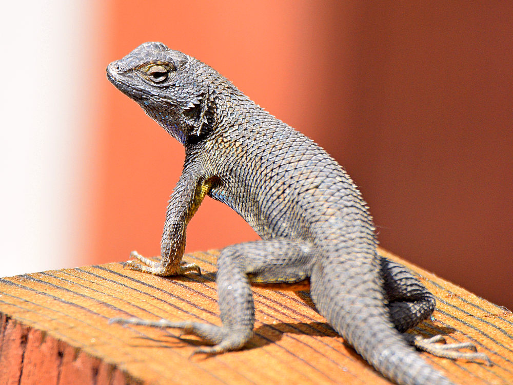 Lizard3.jpg