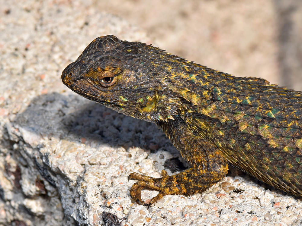 Lizard3.jpg