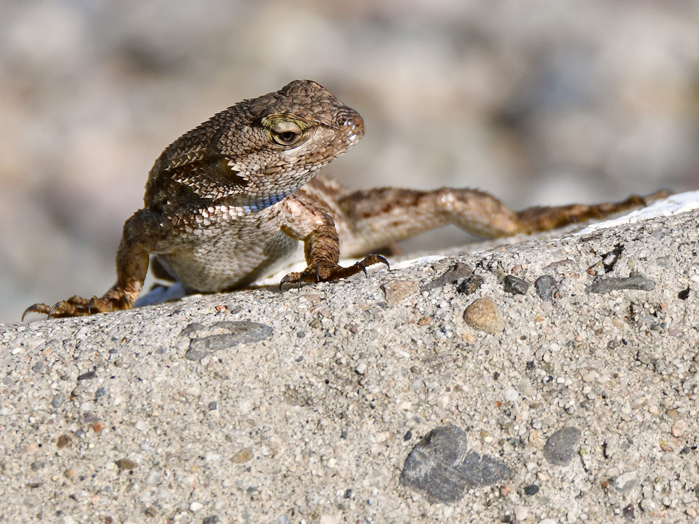 Lizard3.jpg