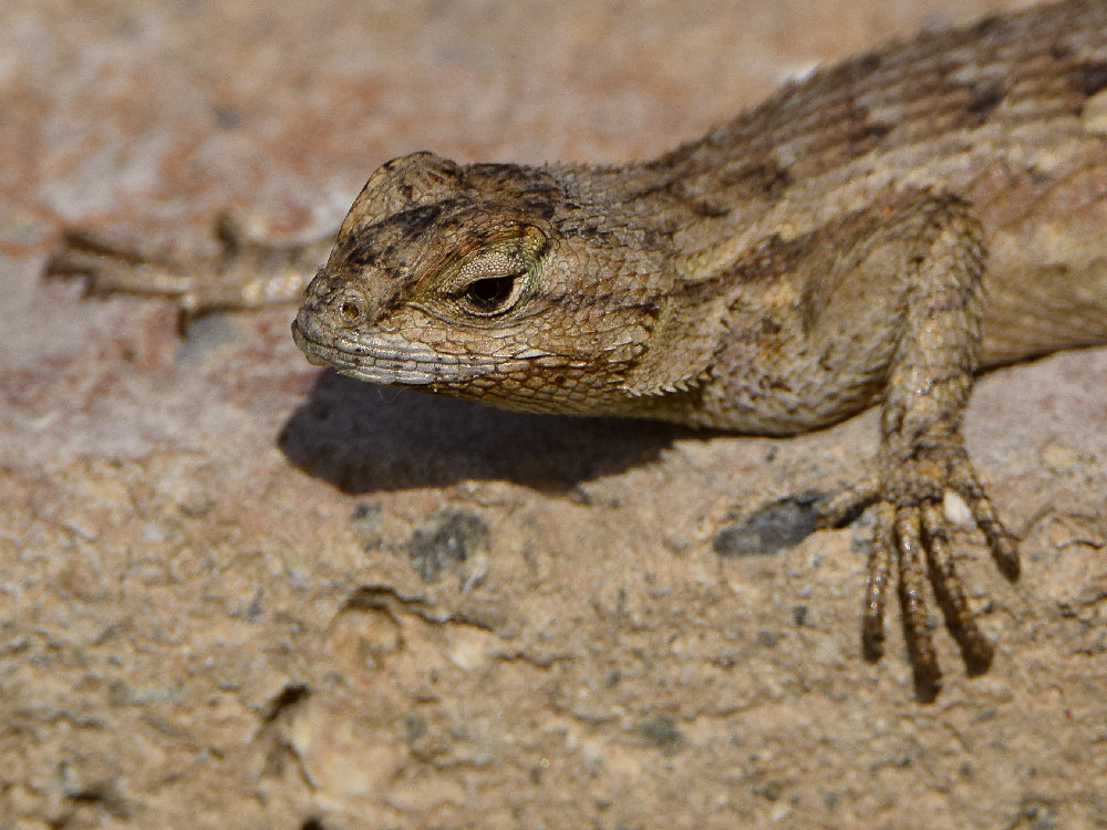 Lizard3.jpg