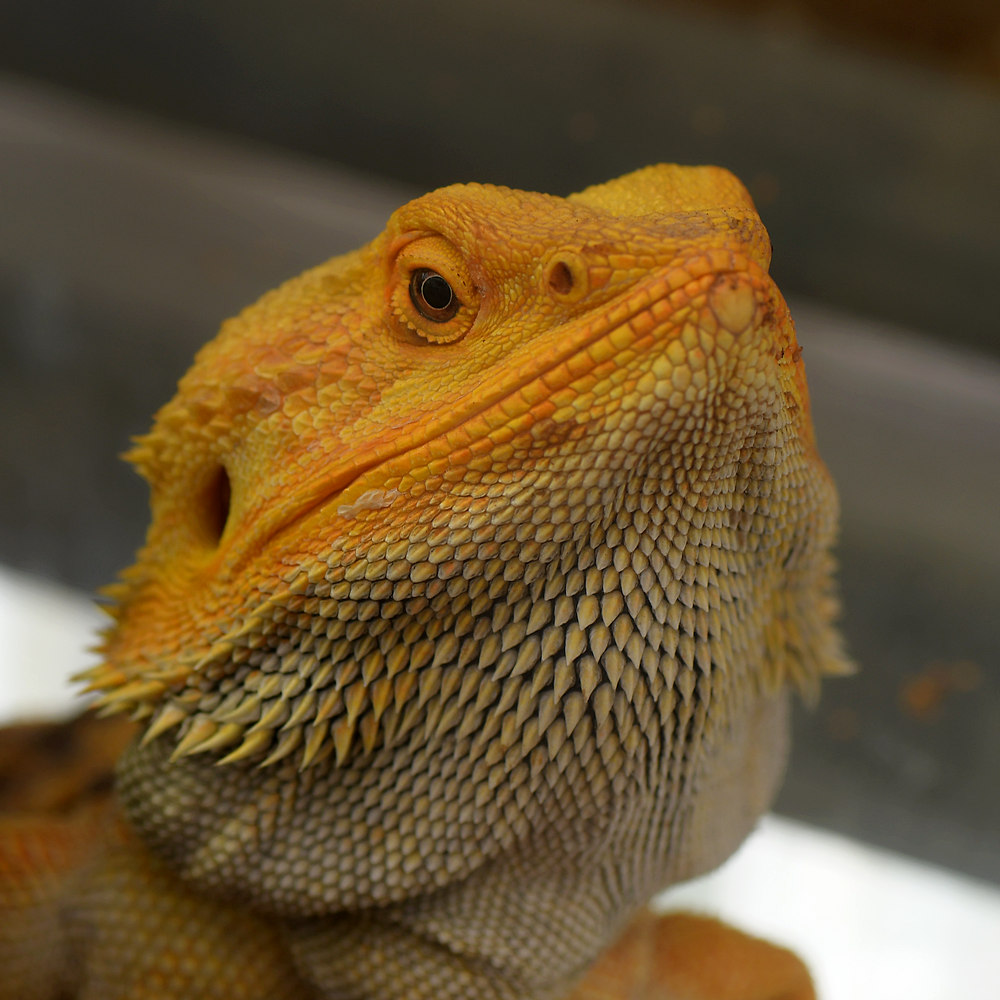 Lizard3.jpg