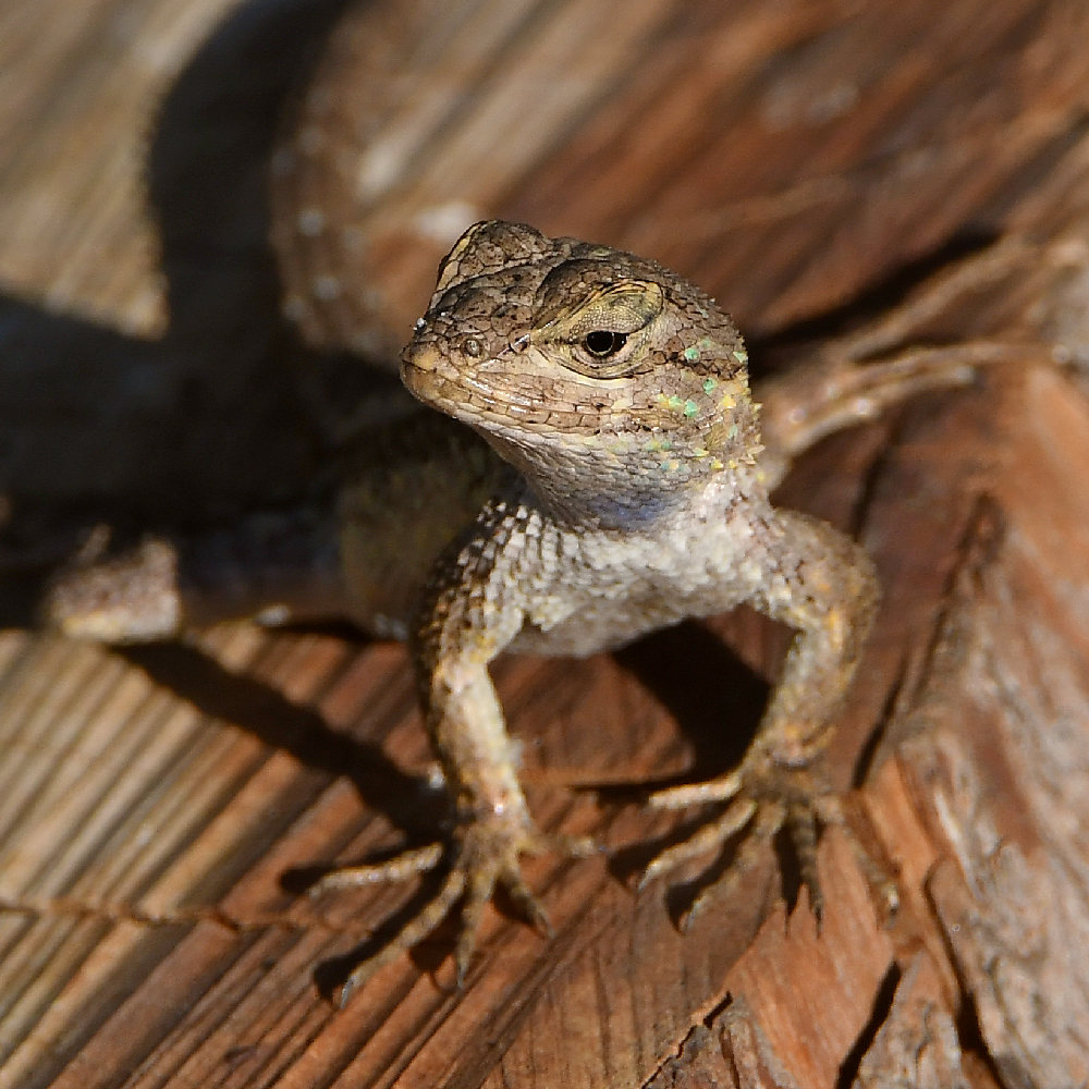 Lizard3.jpg