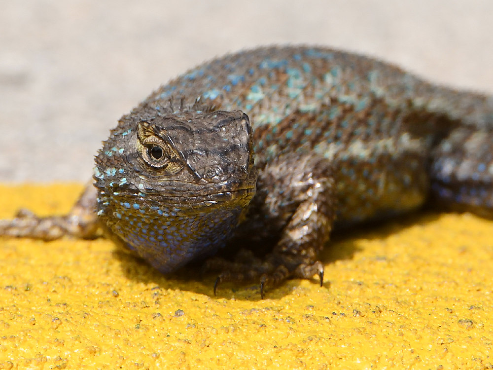 Lizard3.jpg