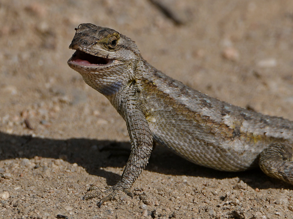 Lizard3.jpg