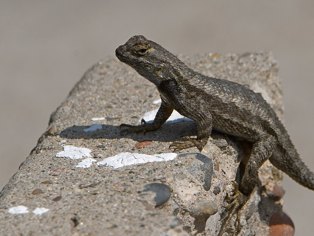 Lizard3.jpg
