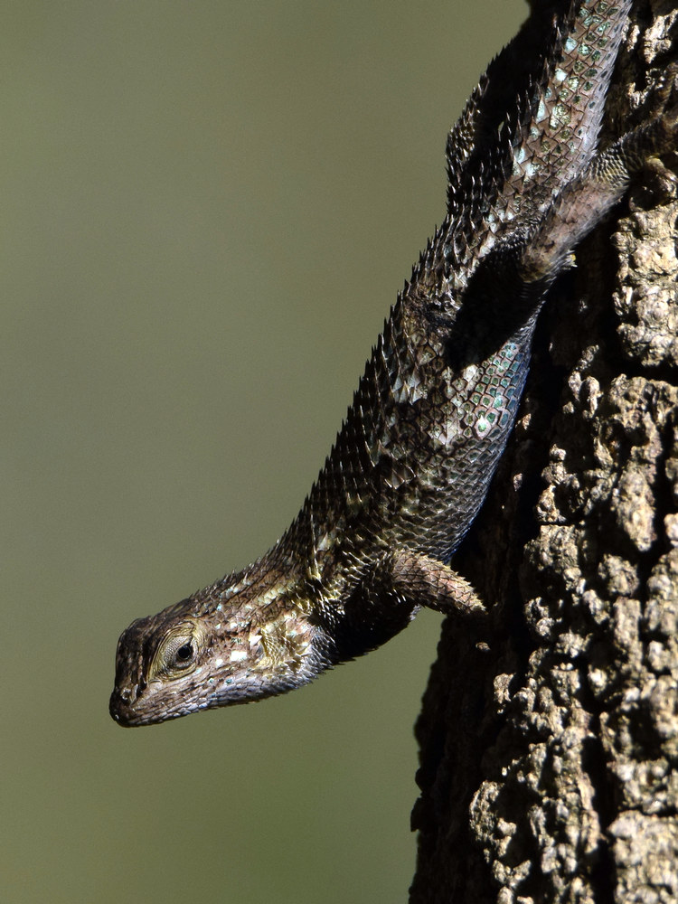 Lizard3.jpg