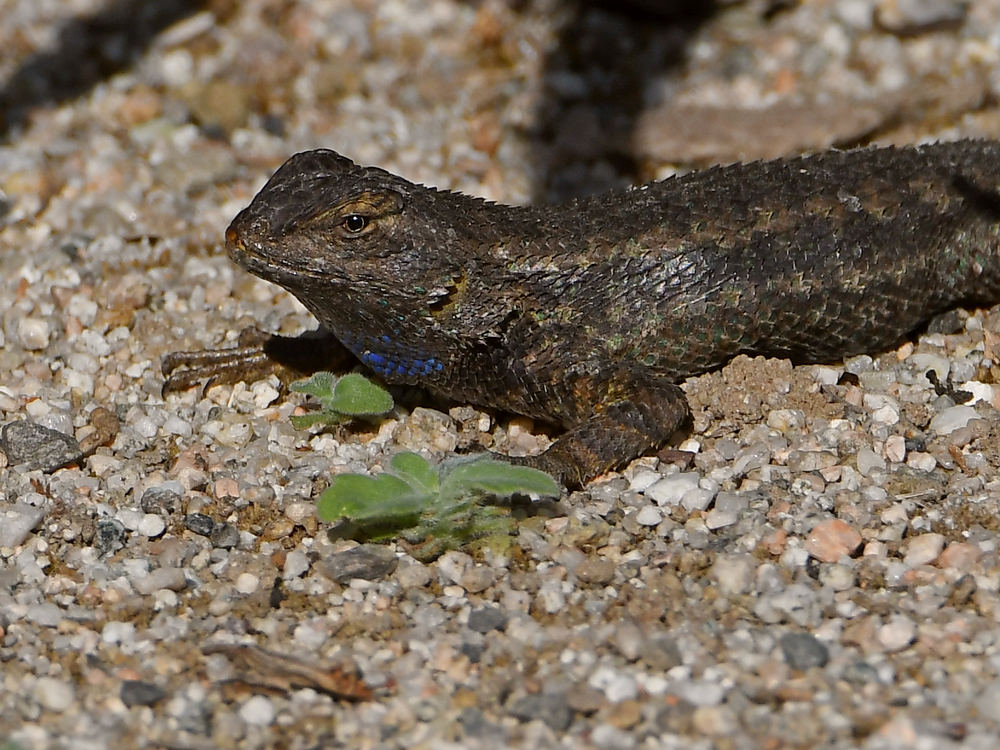 Lizard3.jpg