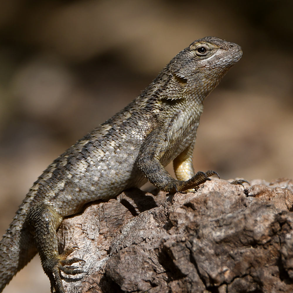 Lizard3.jpg
