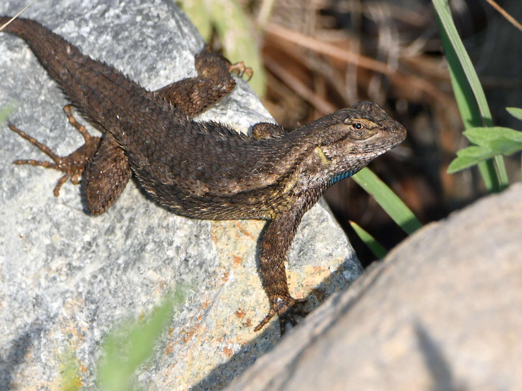Lizard3.jpg