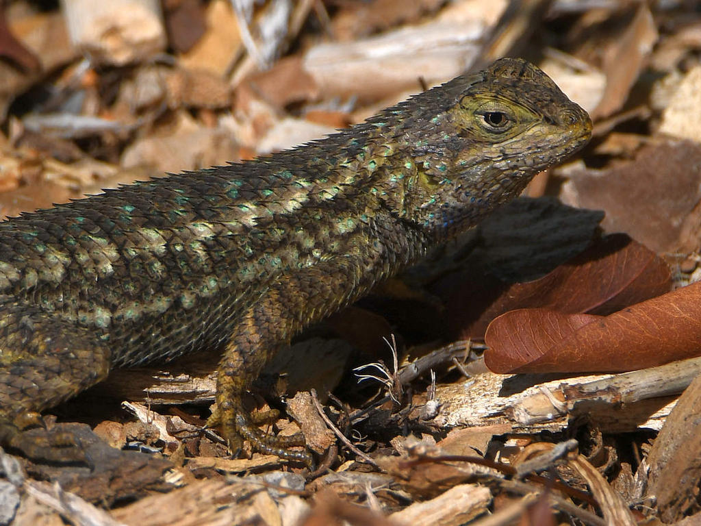 Lizard3.jpg
