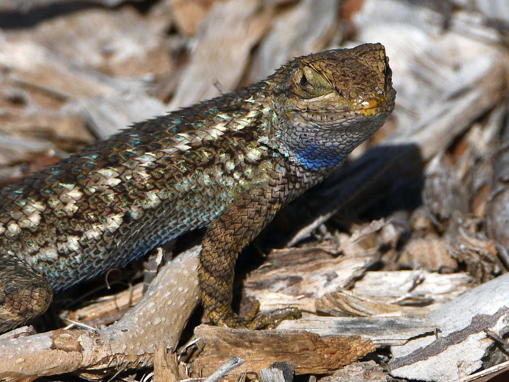 Lizard3.jpg