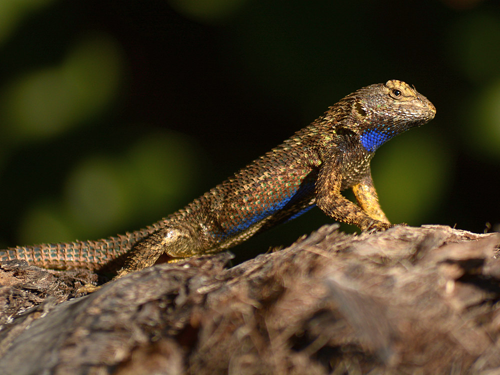 Lizard3.jpg
