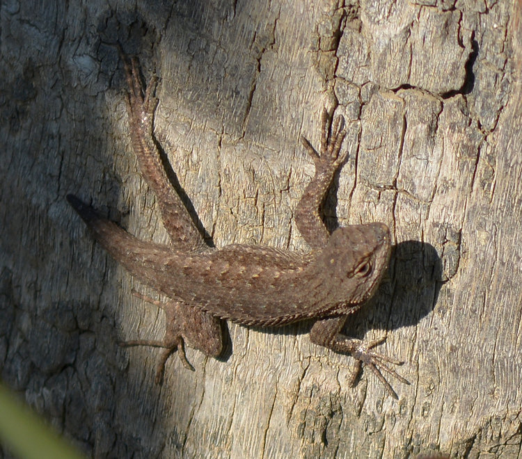 Lizard31Dec2013.jpg