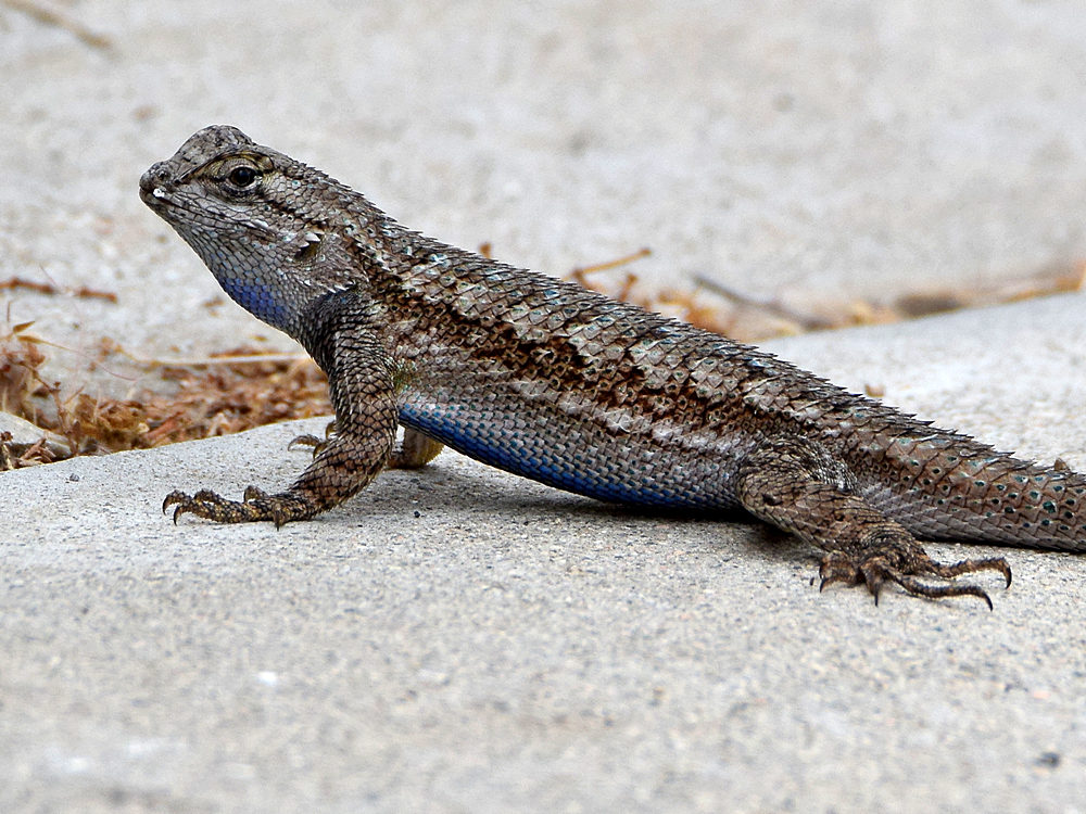 Lizard4.jpg