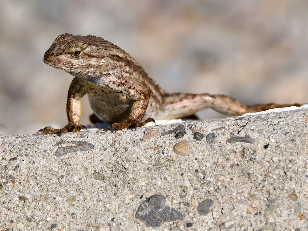 Lizard4.jpg
