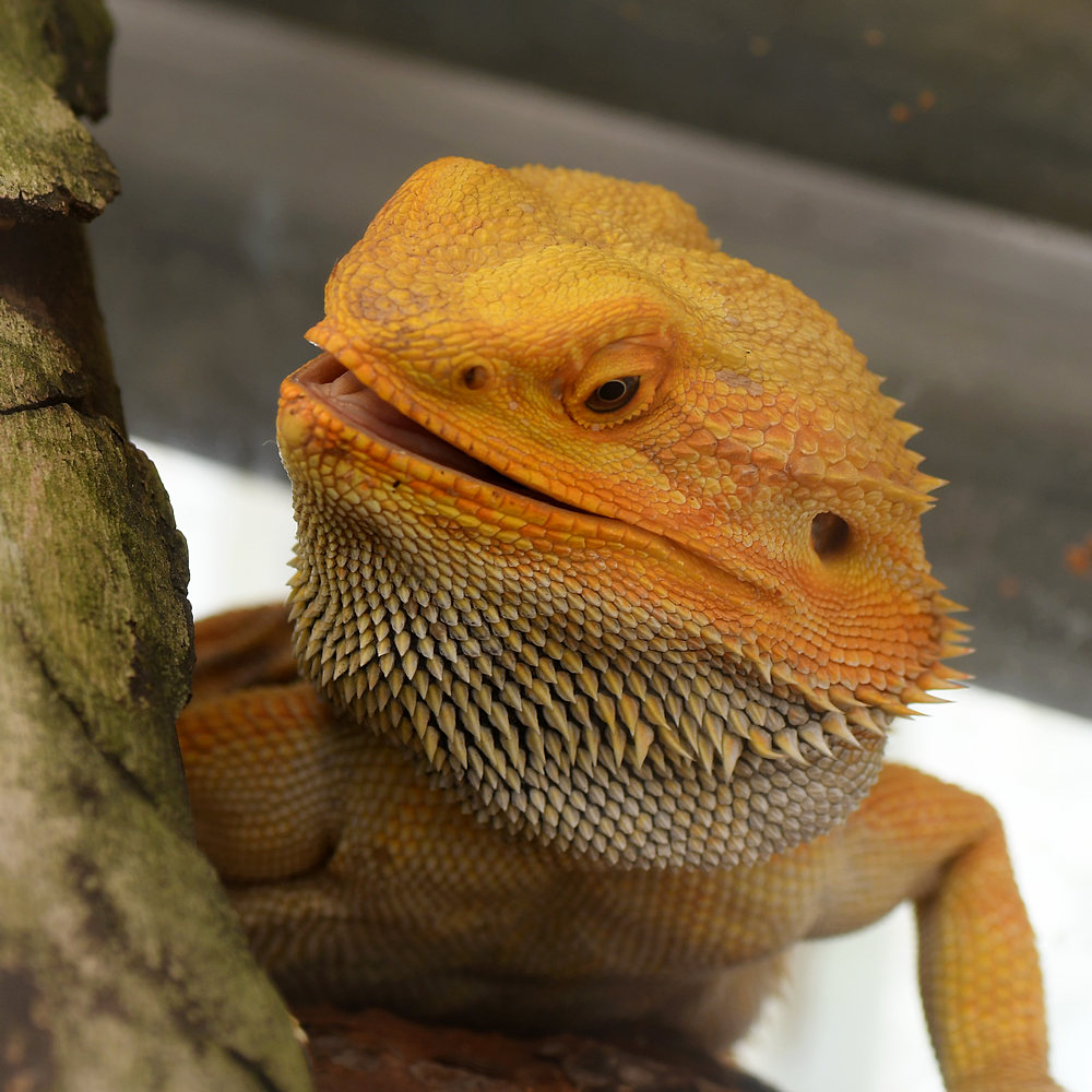 Lizard4.jpg