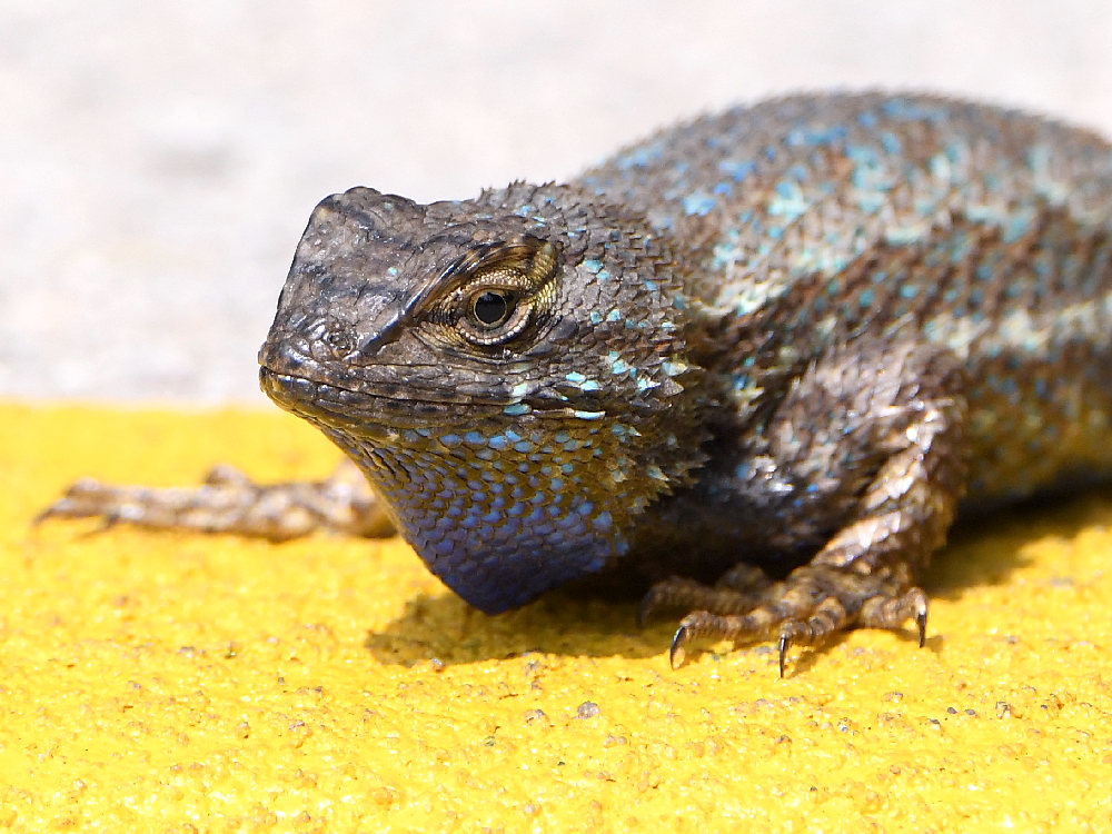 Lizard4.jpg
