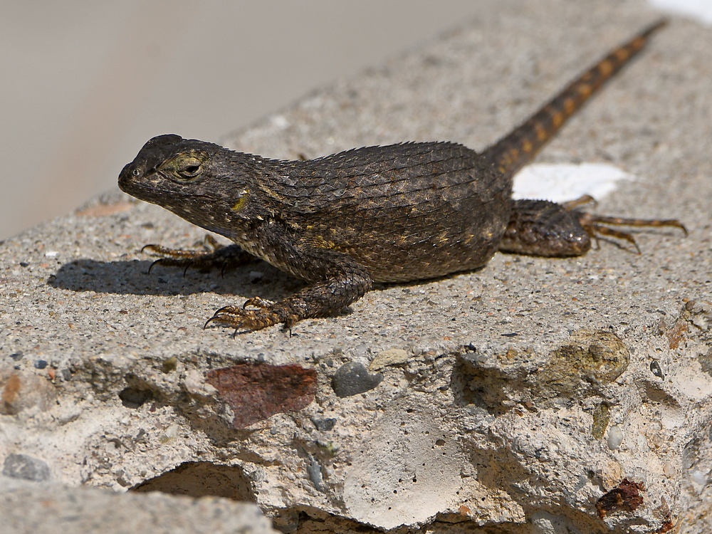 Lizard4.jpg