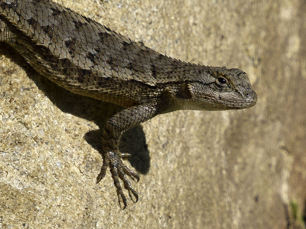 Lizard4.jpg