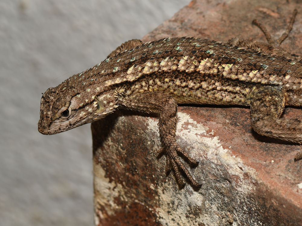 Lizard4.jpg