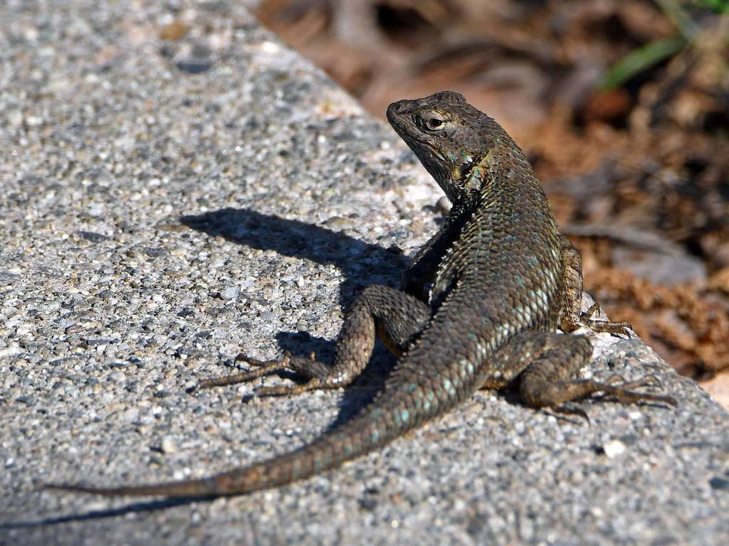 Lizard4.jpg